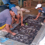Optimalkan Produksi dengan Seleksi Lele Berkala