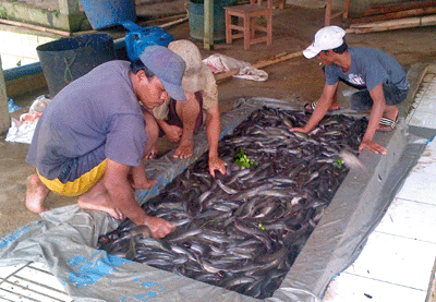 Optimalkan Produksi dengan Seleksi Lele Berkala