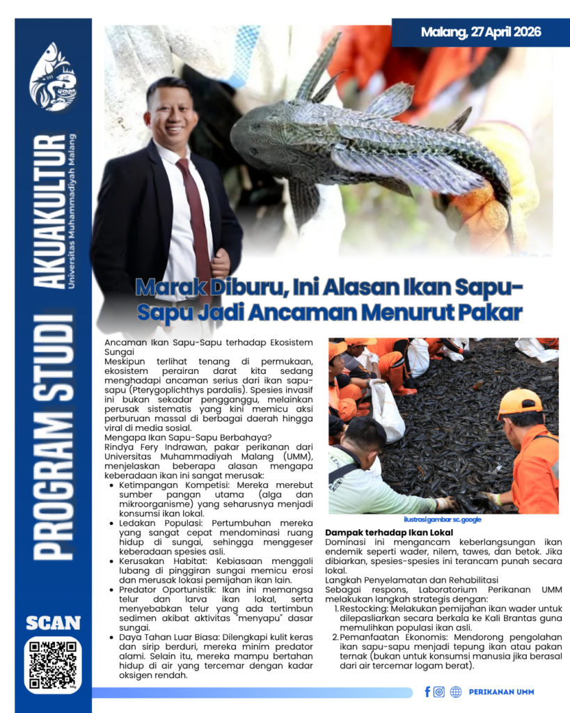 Marak Diburu: Mengapa Ikan Sapu-Sapu Menjadi Ancaman Serius?